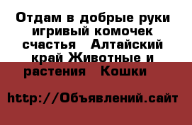 Отдам в добрые руки игривый комочек счастья - Алтайский край Животные и растения » Кошки   